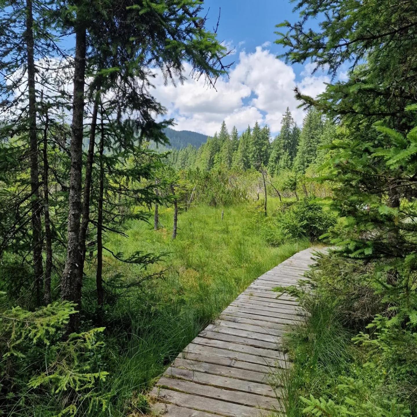 Forest Apartments Pokljuka Zgornje Gorje Kültér fotó