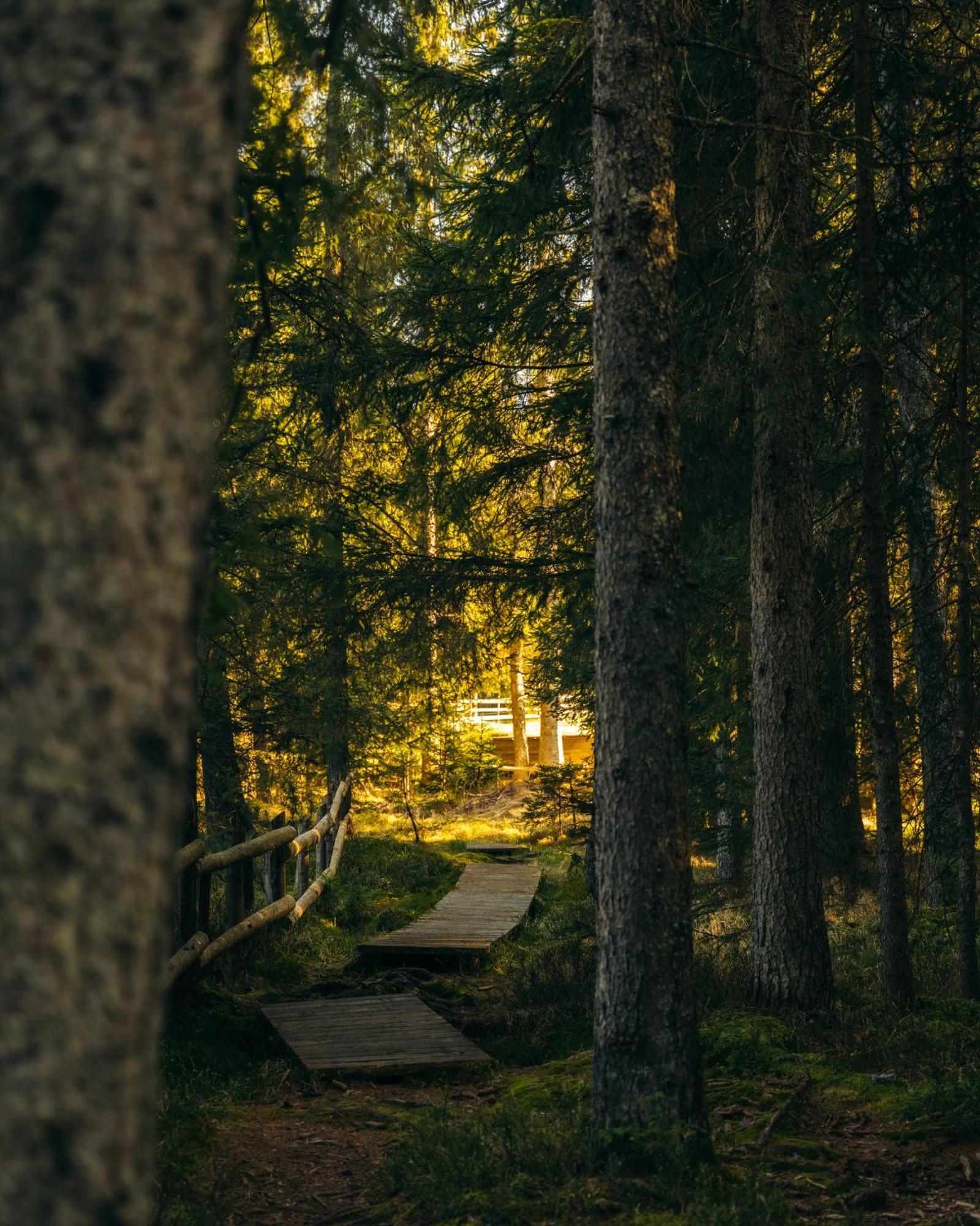 Forest Apartments Pokljuka Zgornje Gorje Kültér fotó
